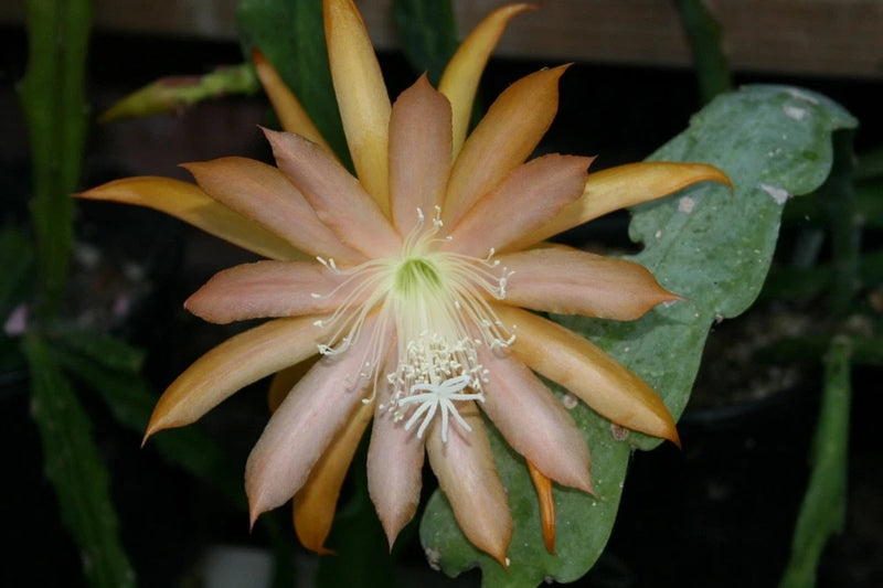 Peach and cream orchid cactus flower with long narrow petals and pale stamens