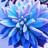 ===SUCCULENT== SS0075 Living Stones Flower Succulent Cactus Rare Succulent seeds Orchids