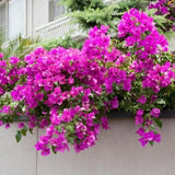 Set 2 Elizabeth Angus Bougainvillea Starter Plants - 4-10" Tall - Hardy Green Plant