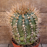 D3864 GYMNOCALYCIUM EURYPLEURUM 20 YEARS OLD pot16-H20-W16 cm MaMa Cactus Green Plant