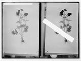 Wild flowers of Palestine,Red ranunculus,R. asiaticus L,Middle East,c1910 Ranunculus
