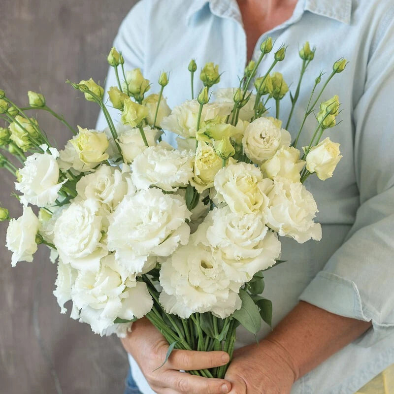 LIVE PLANT Lisianthus Voyage 2 White Eustoma grandiflorum 4 Plugs ready to plant Flowering Plants