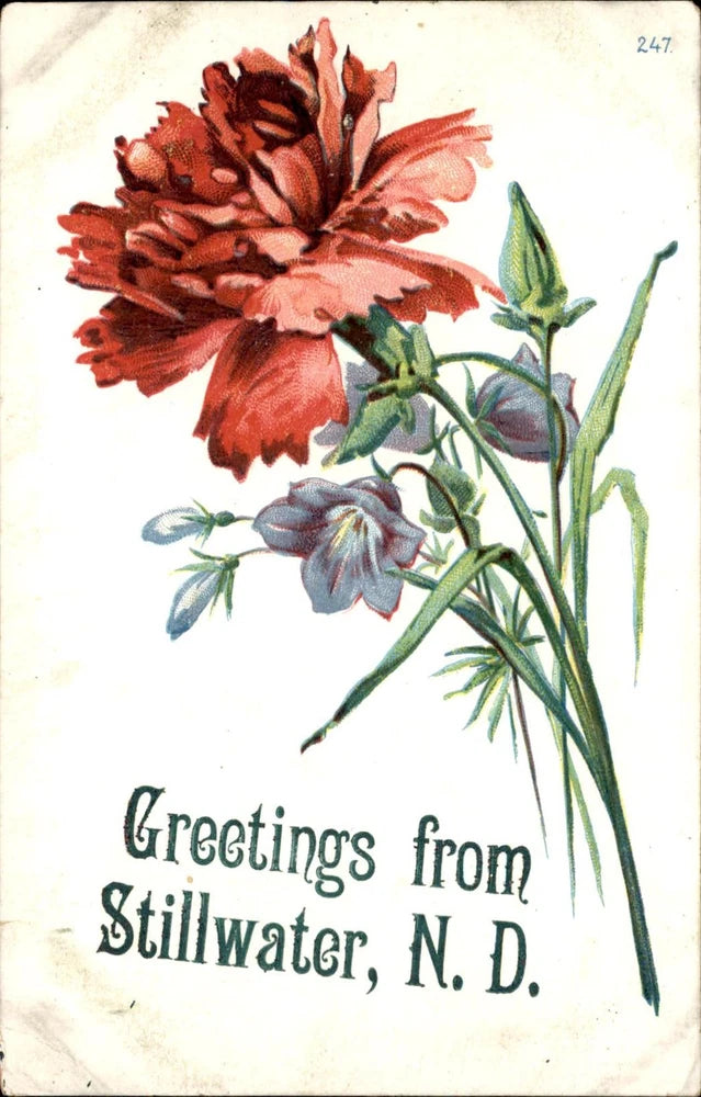 Stillwater North Dakota Embossed Flowers Carnation c1900-20s Vintage Postcard Carnation