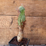 D5370 EUPHORBIA STELLISPINA pot10-H21-W5 cm MaMa Cactus Green Plant
