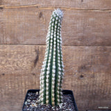 D3707 EULYCHNIA SAINT PIEANA pot12-H24-W7 cm MaMa Cactus Green Plant