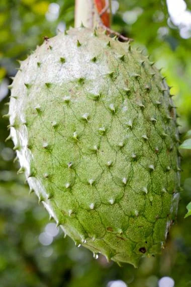 Annona muricata, Soursop Giant Graviola Tropical Fruit Plant - 10 Se eds Flowering Plants