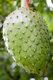 Annona muricata, Soursop Giant Graviola Tropical Fruit Plant - 10 Se eds Flowering Plants
