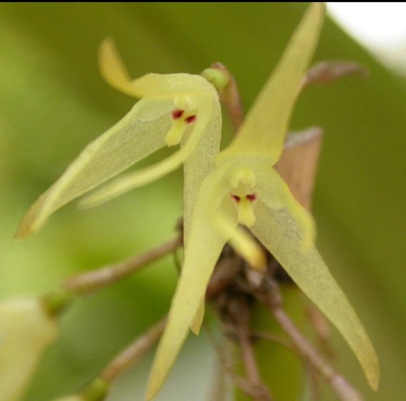 Miniature orchid flower with pale yellow-green star petals and spotted center