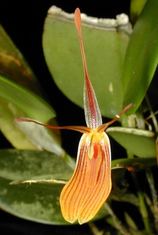 Orchid flower with drooping orange petals and red striped lip