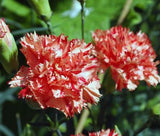 CARNATION CHABAUD AVRANCHIN Dianthus Caryophyllus - 20 Seeds Carnation
