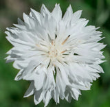 WHITE CORNFLOWER SEEDS 200+ "TALL" BACHELOR BUTTON wildflower GARDEN FREE SHIP Garden Plants