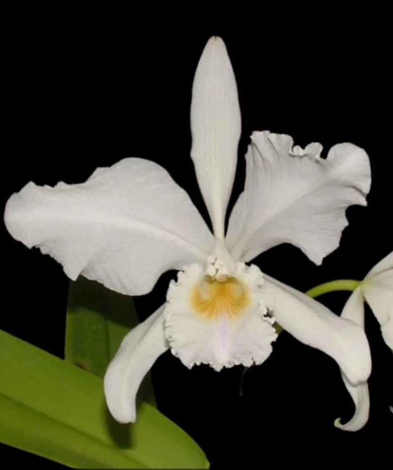 White Cattleya orchid with broad petals and small yellow center