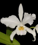 Cattleya warneri forma alba Orchids