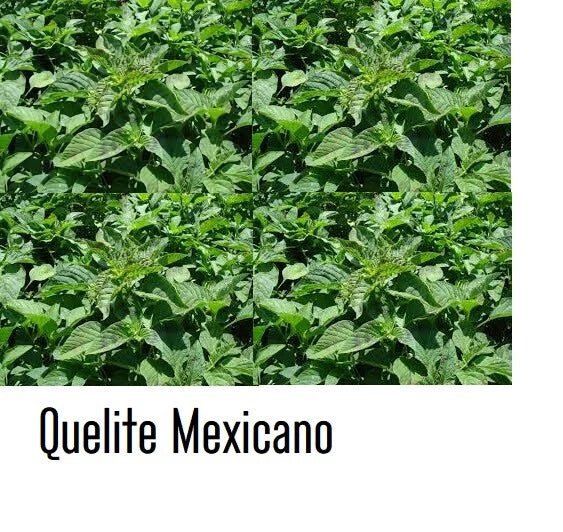 250 Semillas quelite de campo mexicano quintonil raiz rosada organico quilite Flowering Plants
