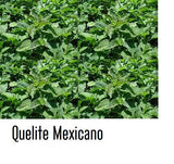 250 Semillas quelite de campo mexicano quintonil raiz rosada organico quilite Flowering Plants