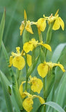 YELLOW FLAG WATER IRIS PSEUDACORUS - NEW CROP! - 50+ SEEDS - PLANT NOW - LOOK! Flowering Plants