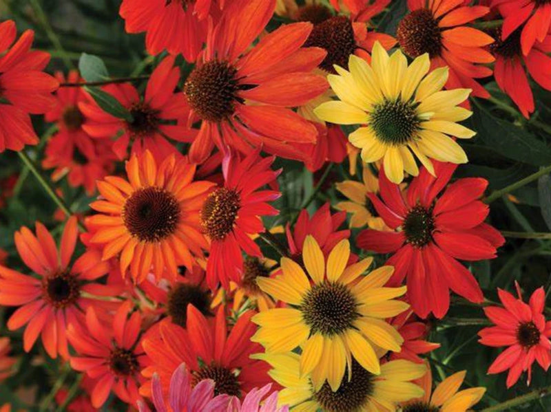 Echinacea 'Cheyenne Spirit' Plant - A Gold Medal Winner for Pollinator Garden Garden Plants