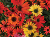 Echinacea 'Cheyenne Spirit' Plant - A Gold Medal Winner for Pollinator Garden Garden Plants