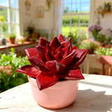 Rare Succulent 2.5" Bare Root Live Indoor plants Easy Care Home DŽcor Gift Green Plant