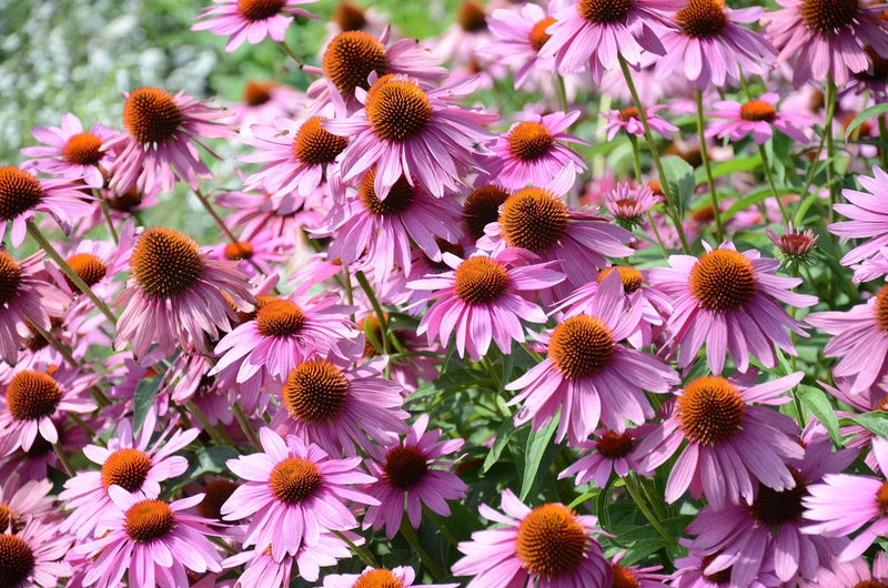 1000 PURPLE CONEFLOWER Echinacea Purpurea Flower Seeds *Flat S/H Flowering Plants