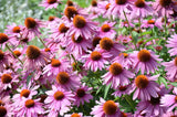1000 PURPLE CONEFLOWER Echinacea Purpurea Flower Seeds *Flat S/H Flowering Plants
