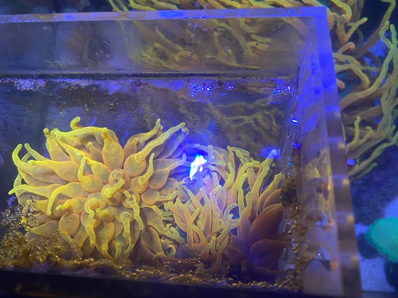 4Ó-5Ó Aquacultured Colorado  Sunburst Anemone Anemone