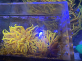 4Ó-5Ó Aquacultured Colorado  Sunburst Anemone Anemone