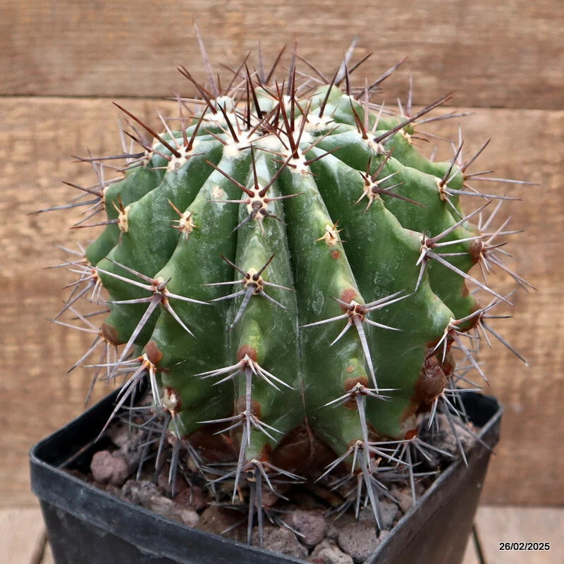 D3221 ECHINOCACTUS PLATYACANTHUS pot14-H17-W15 cm MaMa Cactus Green Plant