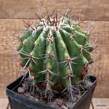 D3221 ECHINOCACTUS PLATYACANTHUS pot14-H17-W15 cm MaMa Cactus Green Plant