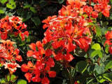 Bauhinia Galpinii rare RED ORCHID TREE exotic flower bonsai plant  seed 10 seeds Orchids