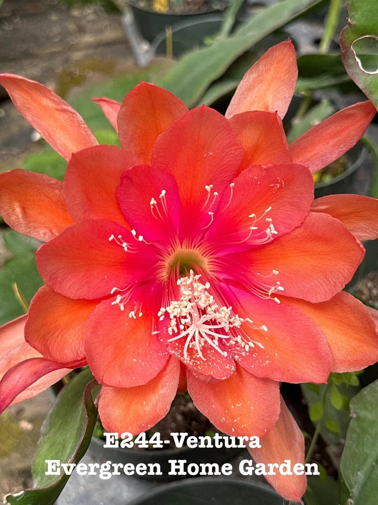 Orchid cactus in 4-inch starter pot with large red-orange bloom and green leaves