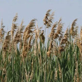 50 Reed Grass Ornamental Pampas Seeds. USA Seeds. Organic. Ships free Pampas Grass