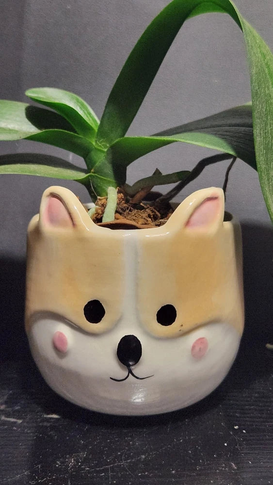 Cat-shaped ceramic flower pot with orchid plant and raised corgi face