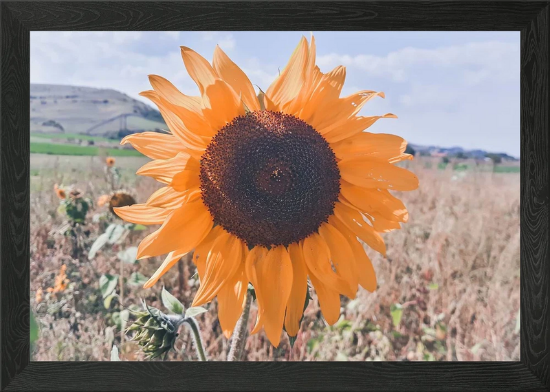 Framed wall art featuring a single orange sunflower blossom in bloom