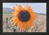 Sunflower blossom Framed Wall Art Poster Canvas Print Picture Sunflower