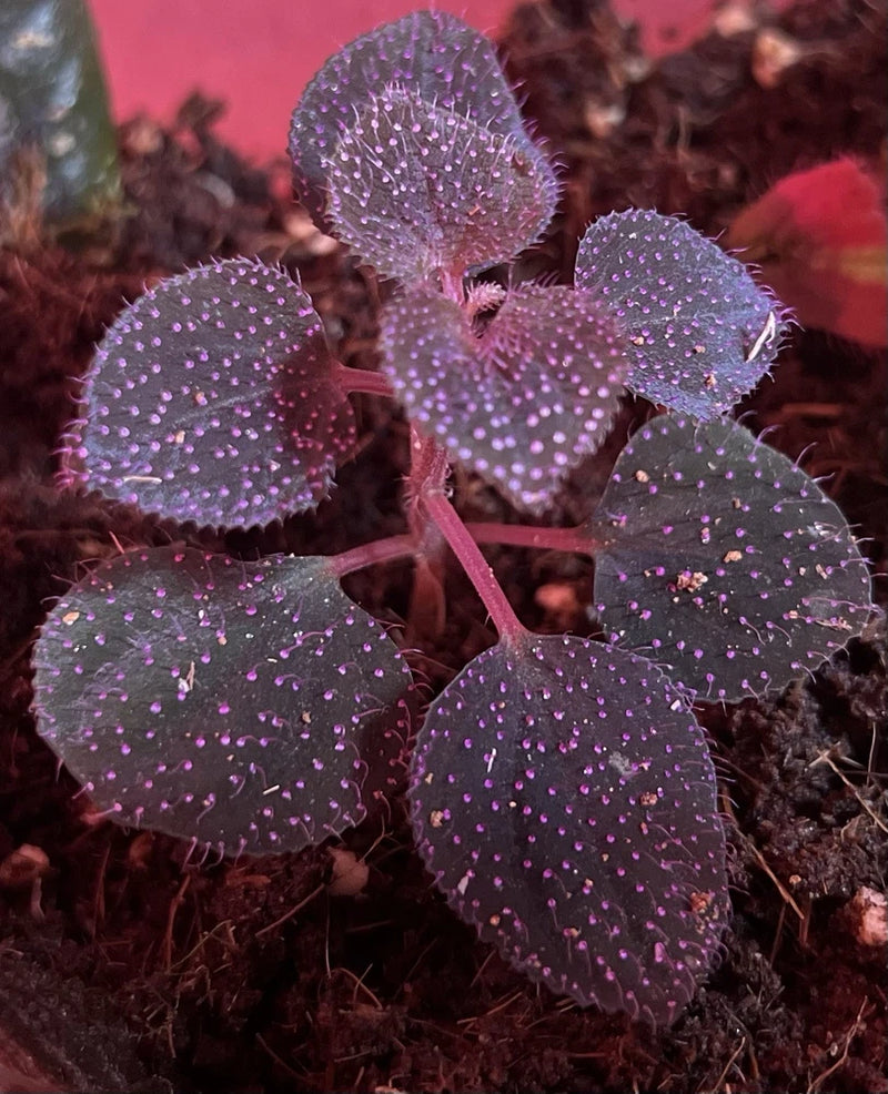 Orchid terrarium plant with round purple leaves and pink-speckled dots