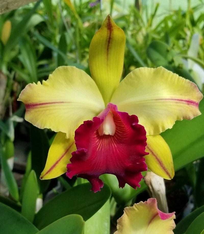 (183-2) Blc.Waianae Appeal 'Carmela'     young plant Orchids