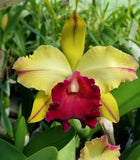 (183-2) Blc.Waianae Appeal 'Carmela'     young plant Orchids