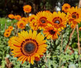 50 ORANGE PRINCE Cape DAISY Monarch of the Veldt Venidium Fastuosum Flower Seeds Sunflower