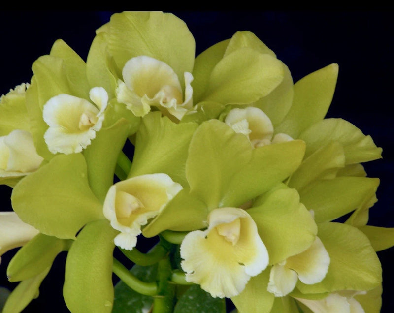 Yellow fragrant orchid blossoms cluster with layered petals