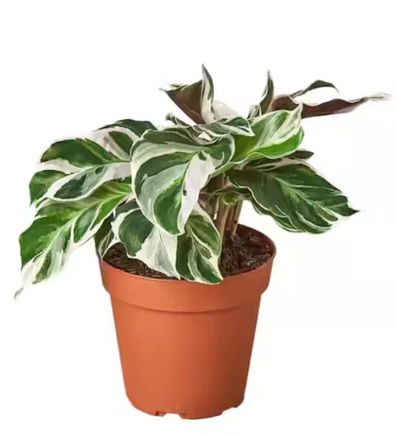 Calathea White Fusion plant with white-green striped leaves in terracotta pot
