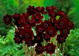 50 Chocolate Cosmos Seeds / Double Flowers Garden Planting Garden Plants