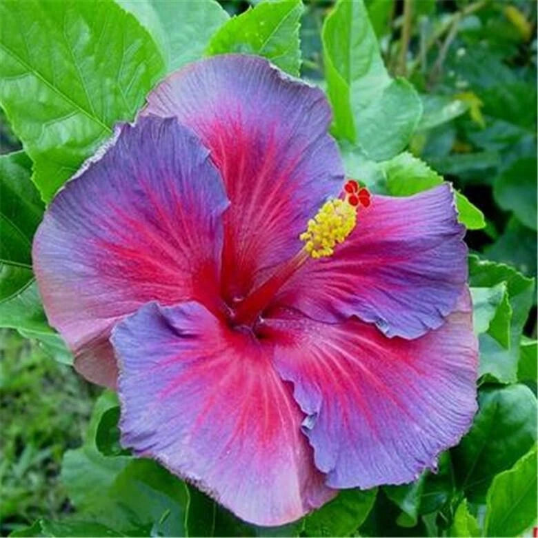 20 SEEDS Purple Red HIBISCUS flower exotic garden/house plant USA Seller Garden Plants