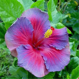 20 SEEDS Purple Red HIBISCUS flower exotic garden/house plant USA Seller Garden Plants