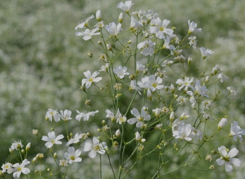 250 BabyÕs Breath Seeds, Covent Garden White Gypsophila, Fresh for 2026 ____ USA Garden Plants