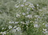 250 BabyÕs Breath Seeds, Covent Garden White Gypsophila, Fresh for 2026 ____ USA Garden Plants