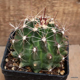 D4218 FEROCACTUS HAMATACANTHUS pot10-H9-W10 cm MaMa Cactus Green Plant