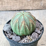 D5940 EUPHORBIA OBESA ARROW pot10-H6-W6 cm MaMa Cactus Green Plant