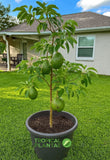 GRAFTED Marcus Pumpkin Avocado Tree Ð Live Fruit Tree Ð Rare Variety- - NO CA Green Plant