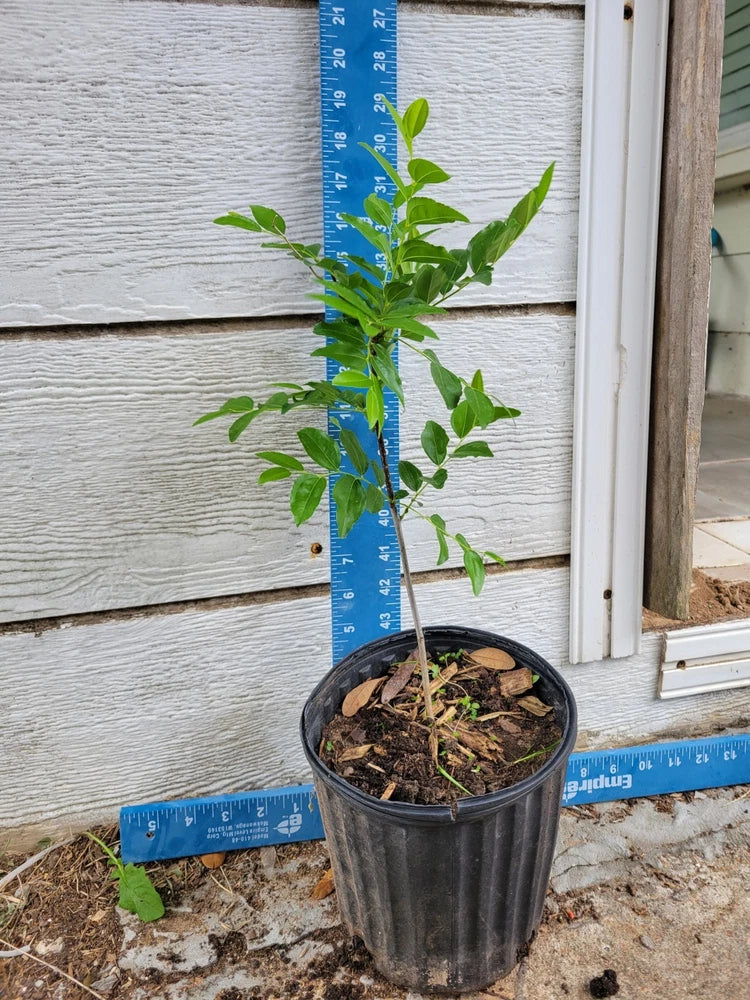 Live jujube tree plant with green leaves in black nursery pot